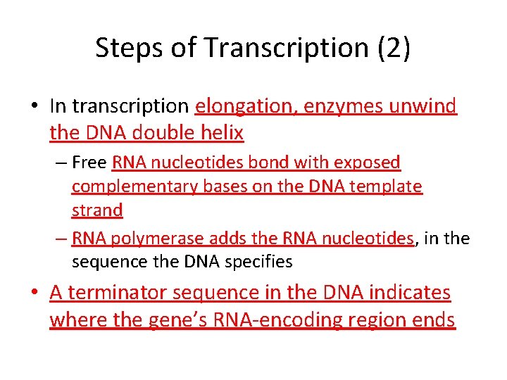 Steps of Transcription (2) • In transcription elongation, enzymes unwind the DNA double helix
