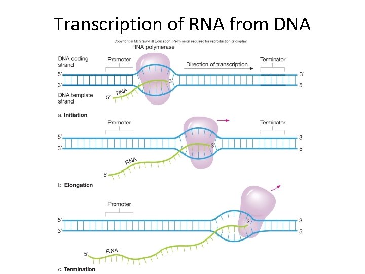 Transcription of RNA from DNA 