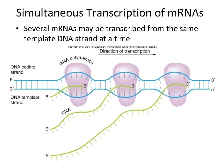 Simultaneous Transcription of m. RNAs • Several m. RNAs may be transcribed from the