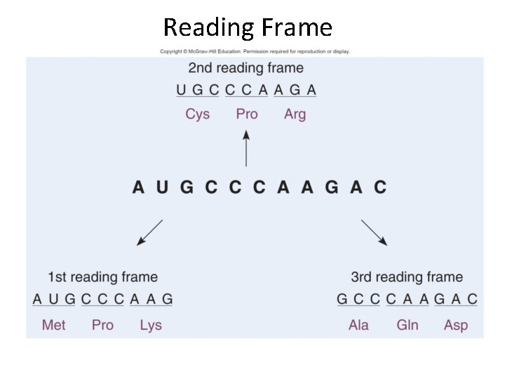 Reading Frame 