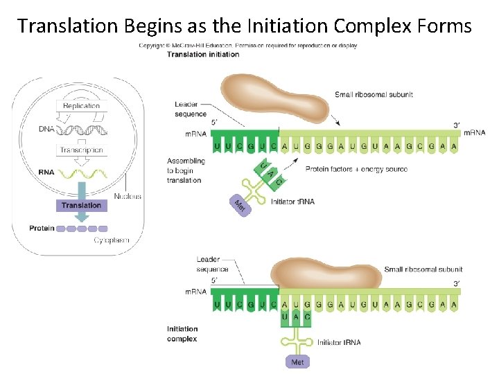 Translation Begins as the Initiation Complex Forms 