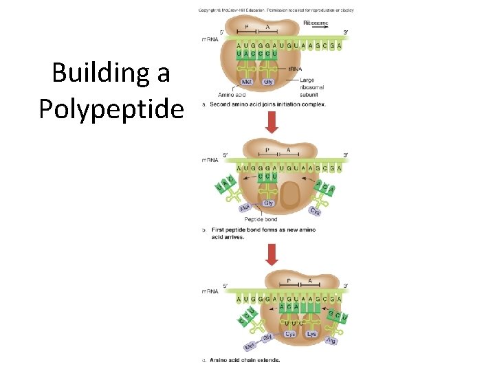Building a Polypeptide 