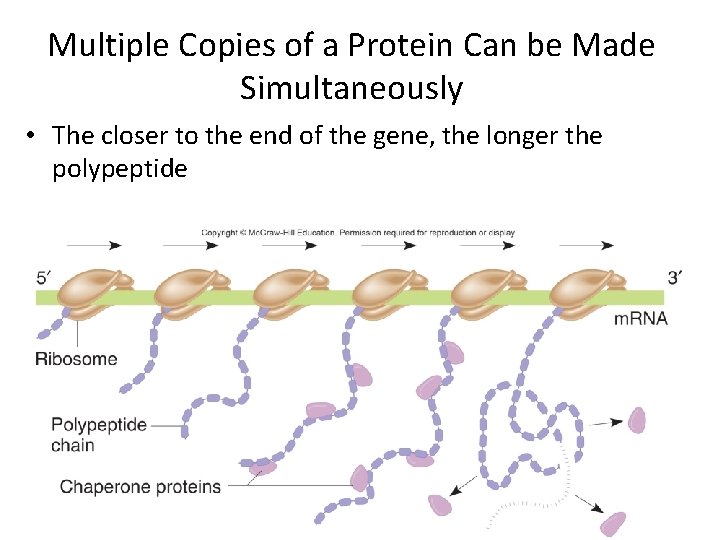 Multiple Copies of a Protein Can be Made Simultaneously • The closer to the