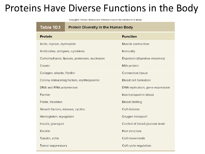 Proteins Have Diverse Functions in the Body 