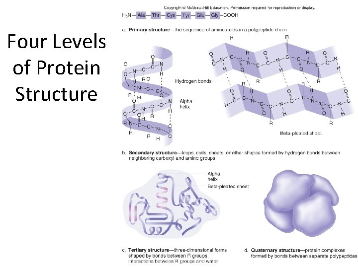 Four Levels of Protein Structure 