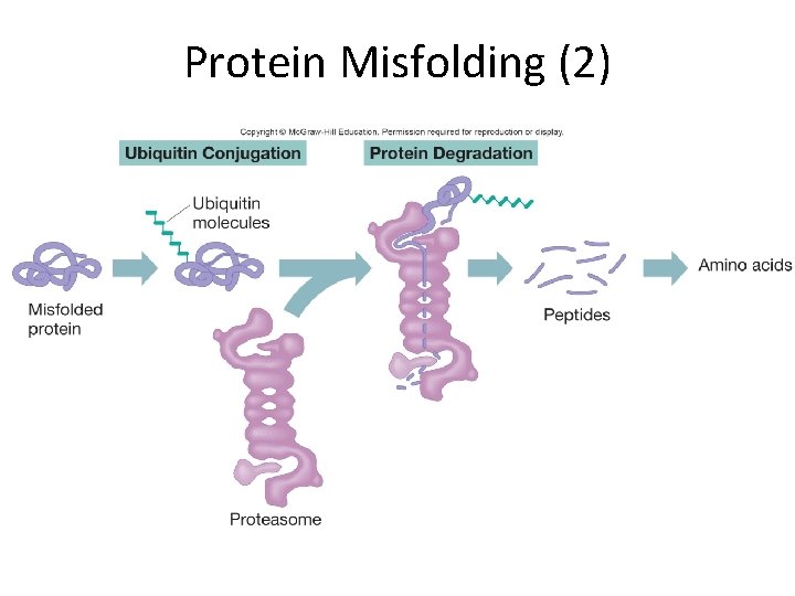 Protein Misfolding (2) 