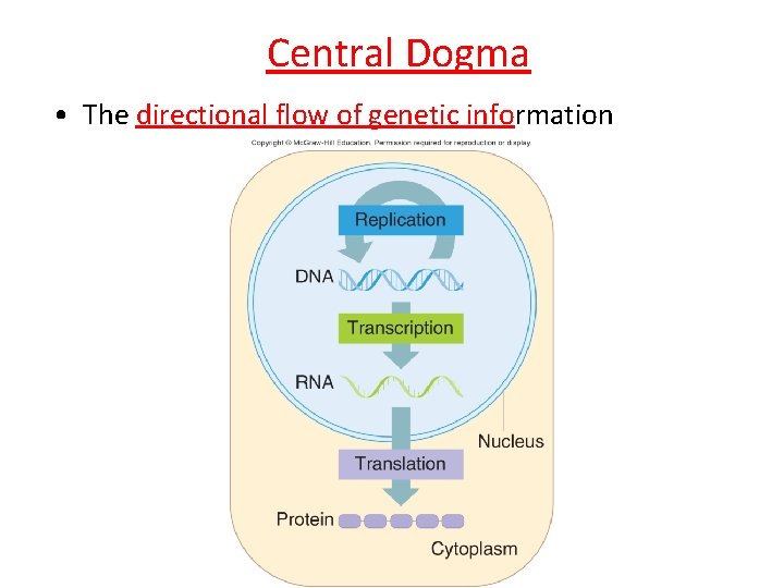 Central Dogma • The directional flow of genetic information 