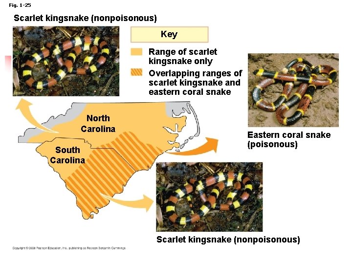 Fig. 1 -25 Scarlet kingsnake (nonpoisonous) Key Range of scarlet kingsnake only Overlapping ranges