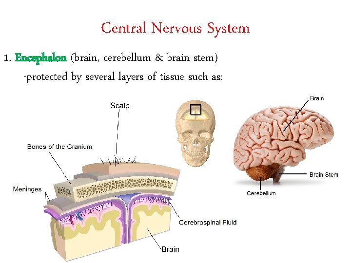 Central Nervous System 1. Encephalon (brain, cerebellum & brain stem) -protected by several layers