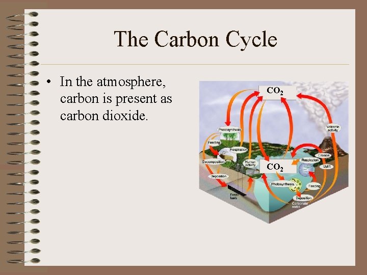 The Carbon Cycle • In the atmosphere, carbon is present as carbon dioxide. CO