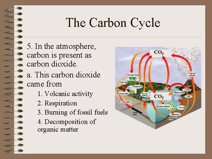 The Carbon Cycle 5. In the atmosphere, carbon is present as carbon dioxide. a.