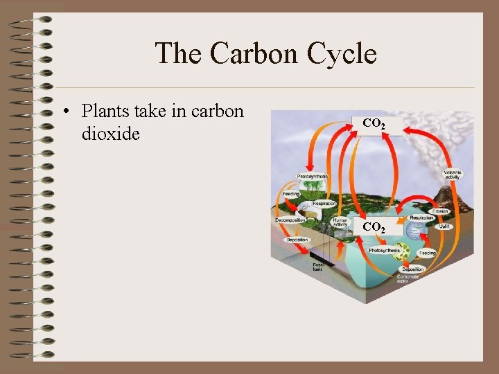 The Carbon Cycle • Plants take in carbon dioxide CO 2 