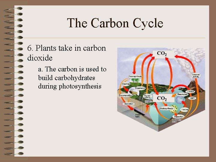 The Carbon Cycle 6. Plants take in carbon dioxide CO 2 a. The carbon