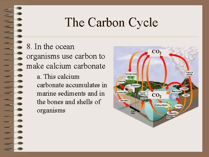The Carbon Cycle 8. In the ocean organisms use carbon to make calcium carbonate