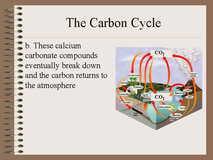 The Carbon Cycle b. These calcium carbonate compounds eventually break down and the carbon