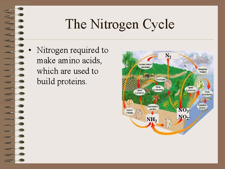 The Nitrogen Cycle • Nitrogen required to make amino acids, which are used to