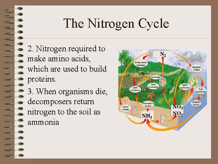 The Nitrogen Cycle 2. Nitrogen required to make amino acids, which are used to