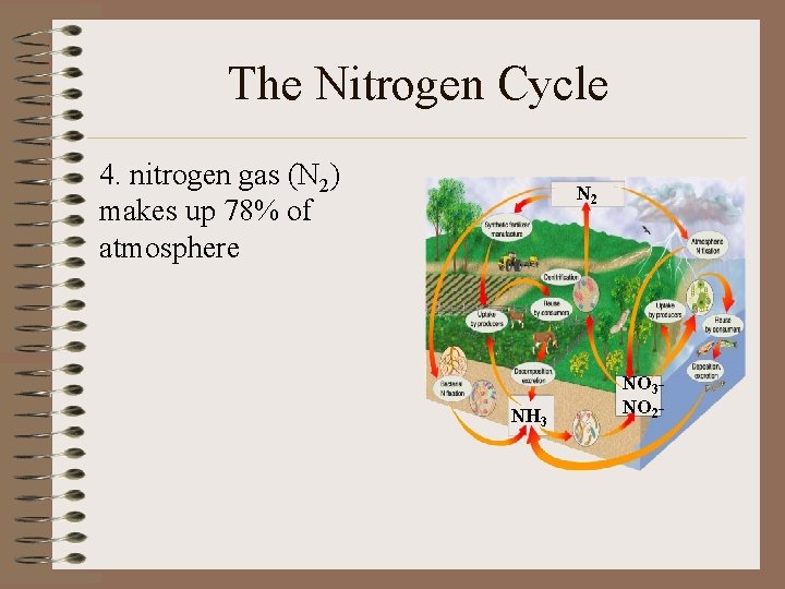 The Nitrogen Cycle 4. nitrogen gas (N 2) makes up 78% of atmosphere N