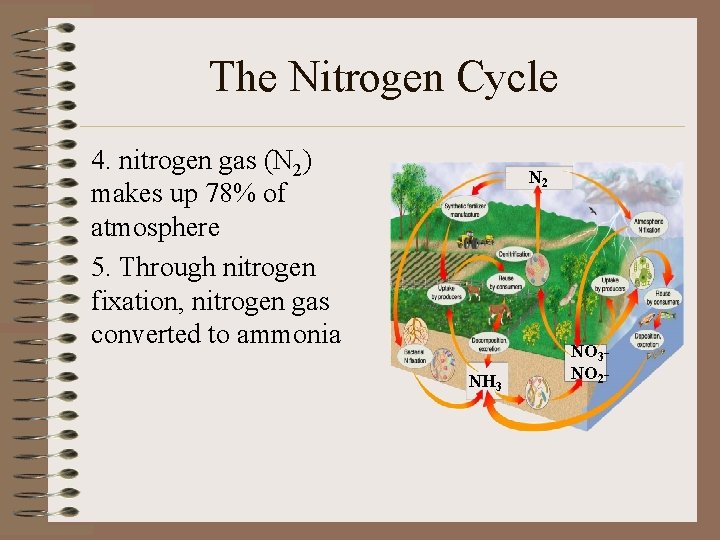 The Nitrogen Cycle 4. nitrogen gas (N 2) makes up 78% of atmosphere 5.
