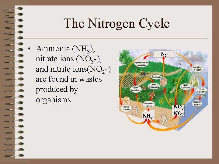 The Nitrogen Cycle • Ammonia (NH 3), nitrate ions (NO 3 -), and nitrite