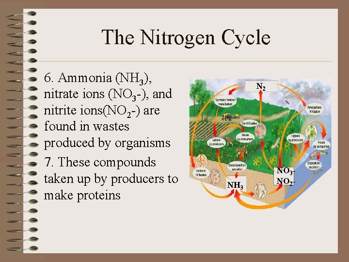 The Nitrogen Cycle 6. Ammonia (NH 3), nitrate ions (NO 3 -), and nitrite