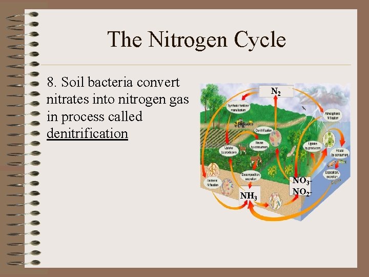 The Nitrogen Cycle 8. Soil bacteria convert nitrates into nitrogen gas in process called