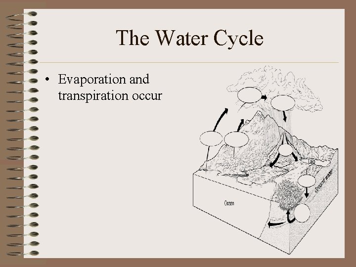 The Water Cycle • Evaporation and transpiration occur 