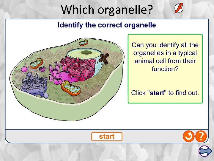 Which organelle? 