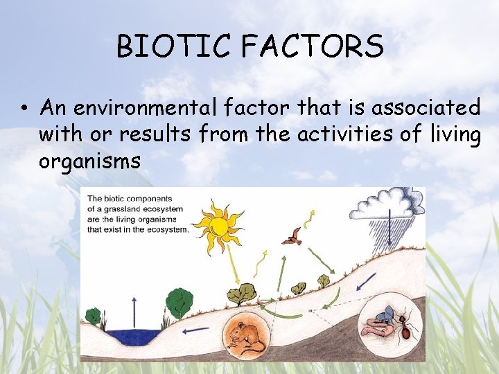BIOTIC FACTORS • An environmental factor that is associated with or results from the