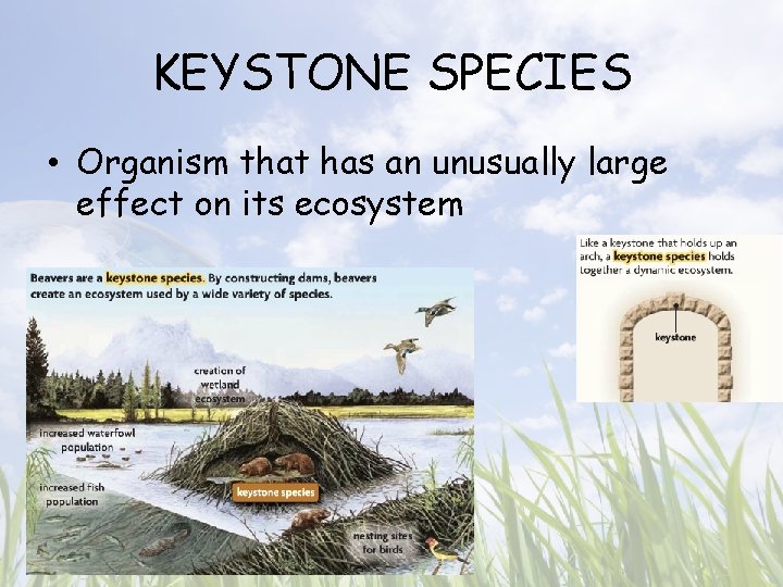 KEYSTONE SPECIES • Organism that has an unusually large effect on its ecosystem 