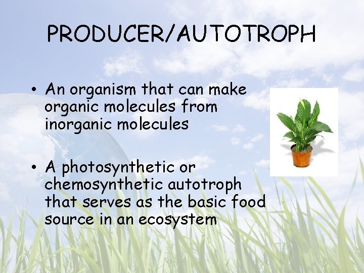 PRODUCER/AUTOTROPH • An organism that can make organic molecules from inorganic molecules • A