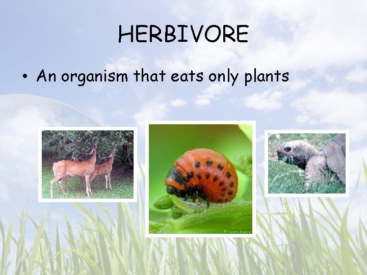 HERBIVORE • An organism that eats only plants 