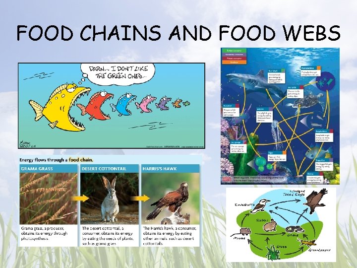 FOOD CHAINS AND FOOD WEBS 