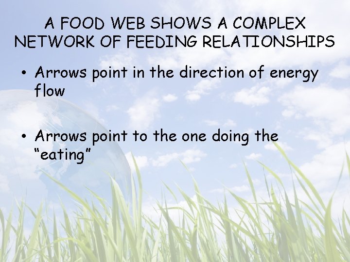 A FOOD WEB SHOWS A COMPLEX NETWORK OF FEEDING RELATIONSHIPS • Arrows point in