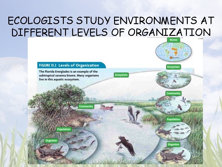 ECOLOGISTS STUDY ENVIRONMENTS AT DIFFERENT LEVELS OF ORGANIZATION 