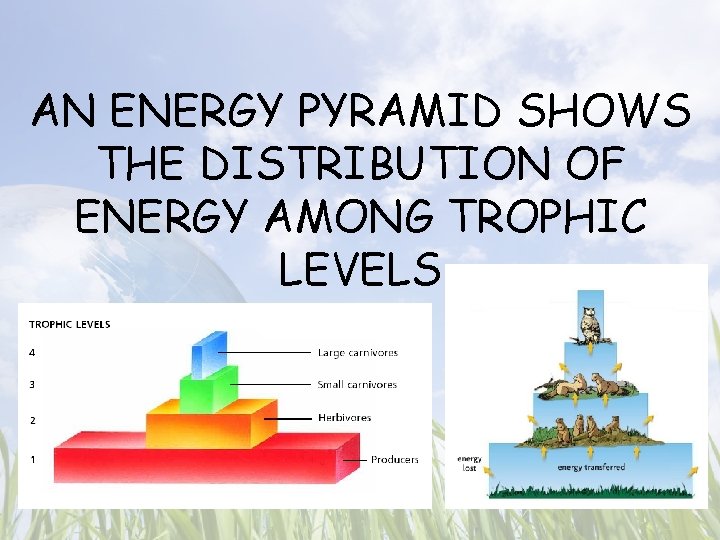 AN ENERGY PYRAMID SHOWS THE DISTRIBUTION OF ENERGY AMONG TROPHIC LEVELS 