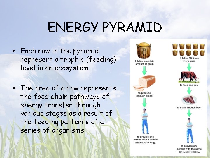 ENERGY PYRAMID • Each row in the pyramid represent a trophic (feeding) level in