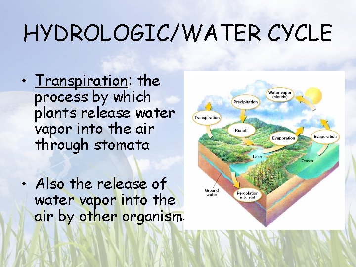HYDROLOGIC/WATER CYCLE • Transpiration: the process by which plants release water vapor into the