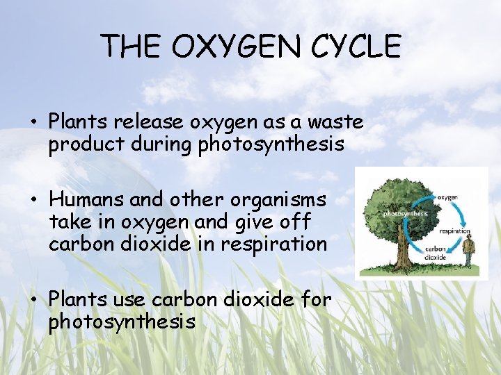 THE OXYGEN CYCLE • Plants release oxygen as a waste product during photosynthesis •