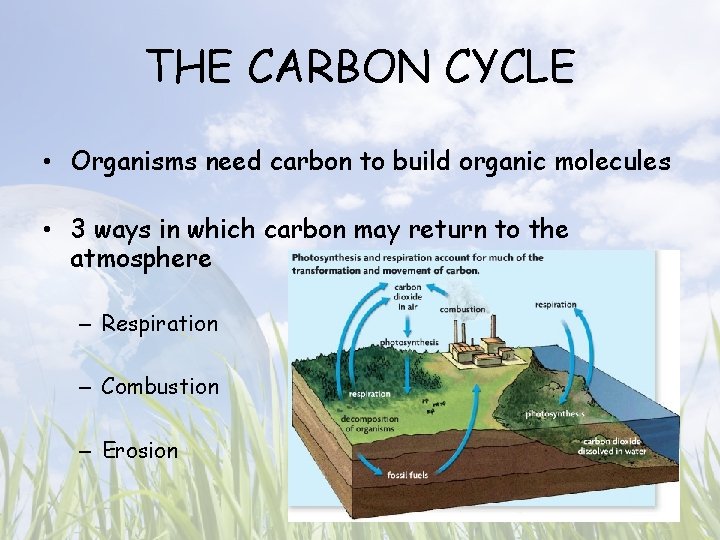 THE CARBON CYCLE • Organisms need carbon to build organic molecules • 3 ways