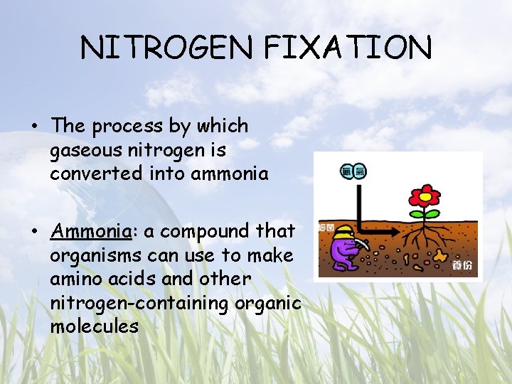 NITROGEN FIXATION • The process by which gaseous nitrogen is converted into ammonia •