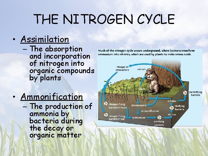 THE NITROGEN CYCLE • Assimilation – The absorption and incorporation of nitrogen into organic