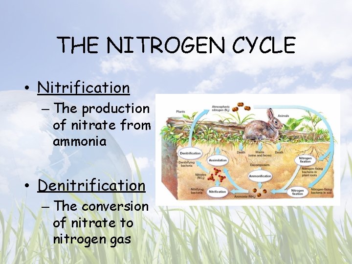 THE NITROGEN CYCLE • Nitrification – The production of nitrate from ammonia • Denitrification