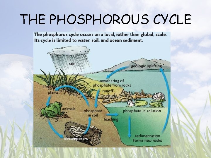 THE PHOSPHOROUS CYCLE 
