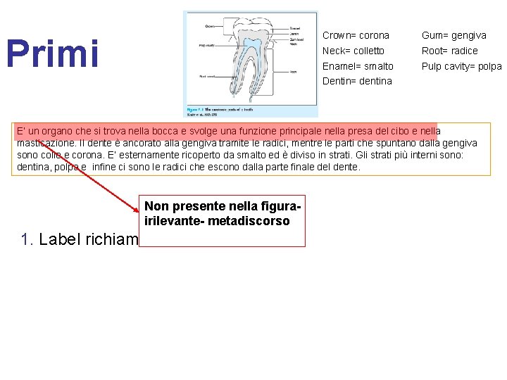 Primi Crown= corona Gum= gengiva Neck= colletto Root= radice Enamel= smalto Pulp cavity= polpa