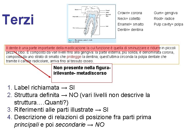 Terzi Crown= corona Gum= gengiva Neck= colletto Root= radice Enamel= smalto Pulp cavity= polpa