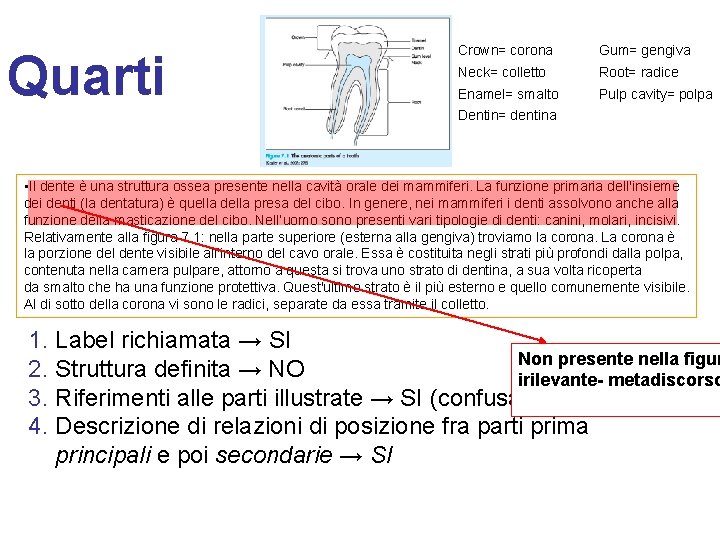 Quarti Crown= corona Gum= gengiva Neck= colletto Root= radice Enamel= smalto Pulp cavity= polpa