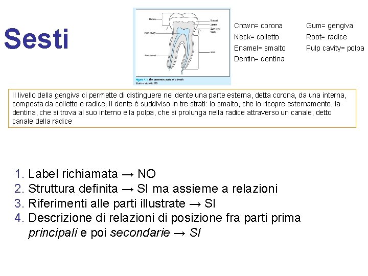 Sesti Crown= corona Gum= gengiva Neck= colletto Root= radice Enamel= smalto Pulp cavity= polpa