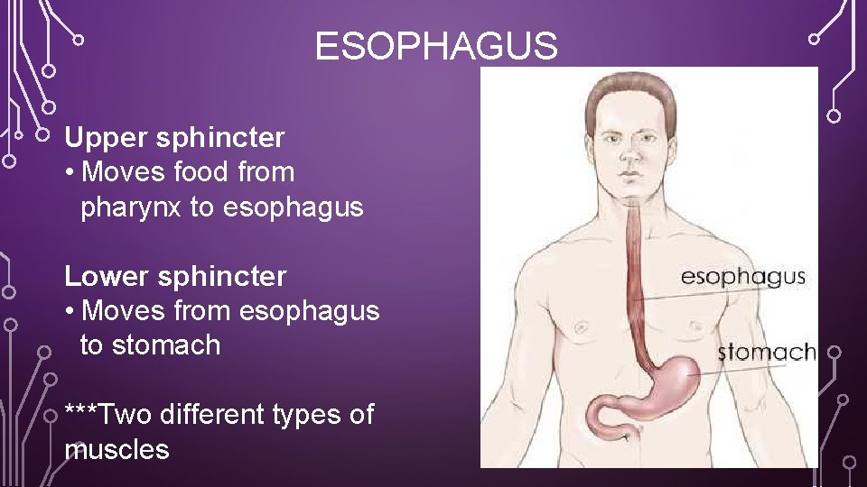 ESOPHAGUS Upper sphincter • Moves food from pharynx to esophagus Lower sphincter • Moves