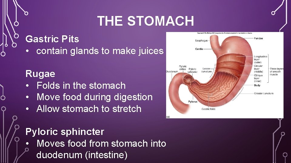 THE STOMACH Gastric Pits • contain glands to make juices Rugae • Folds in